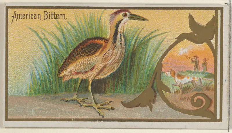 American Bittern, from the Game Birds series (N13) for Allen & Ginter Cigarettes Brands Wall Art by Allen & Ginter - High-Resolution Digital Print