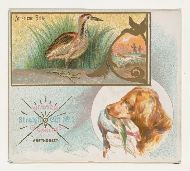 American Bittern, from the Game Birds series (N40) for Allen & Ginter Cigarettes Wall Art by Allen & Ginter - High-Resolution Digital Print
