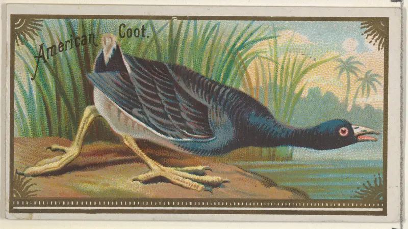 American Coot, from the Game Birds series (N13) for Allen & Ginter Cigarettes Brands Wall Art by Allen & Ginter - High-Resolution Digital Print