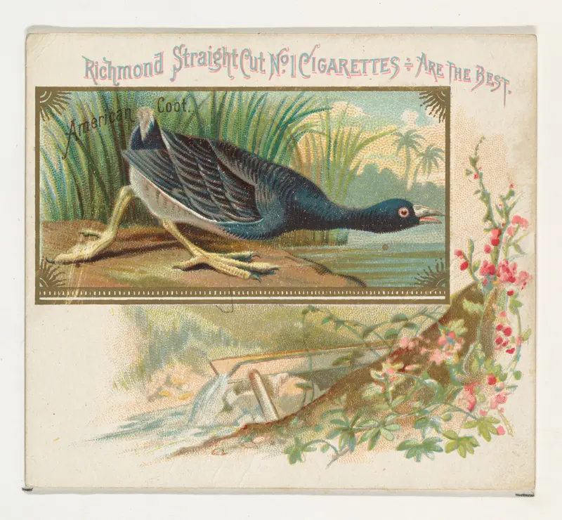 American Coot, from the Game Birds series (N40) for Allen & Ginter Cigarettes Wall Art by Allen & Ginter - High-Resolution Digital Print