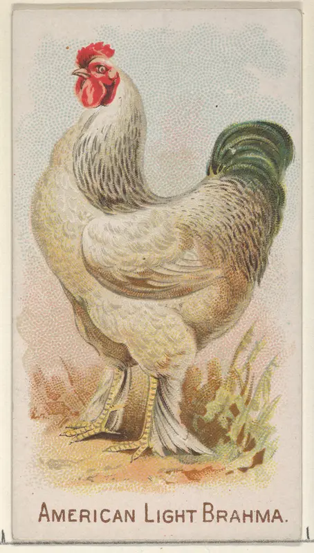 American Light Brahma, from the Prize and Game Chickens series (N20) for Allen & Ginter Cigarettes Wall Art by Allen & Ginter - High-Resolution Digital Print