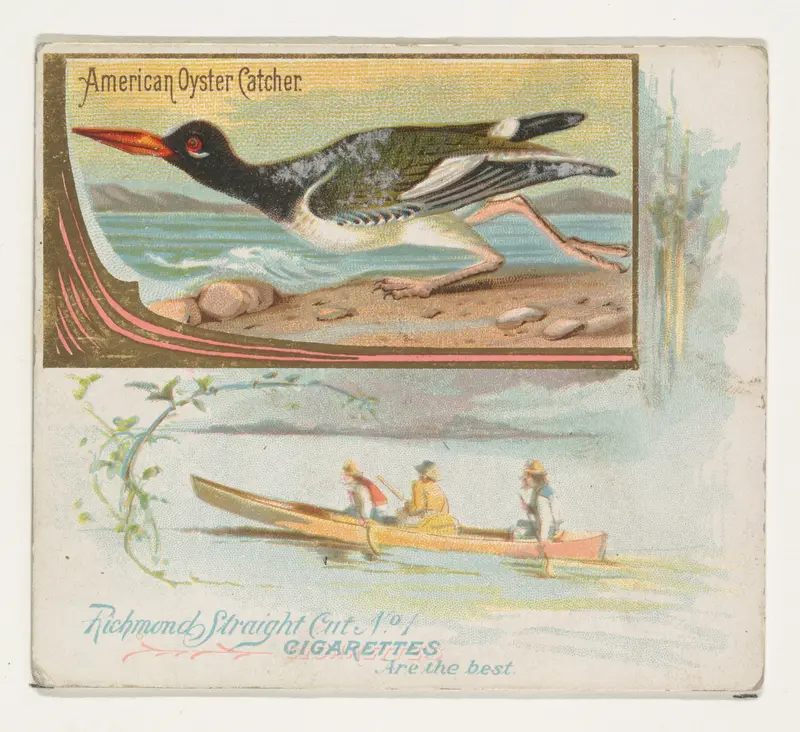 American Oyster Catcher, from the Game Birds series (N40) for Allen & Ginter Cigarettes Wall Art by Allen & Ginter - High-Resolution Digital Print