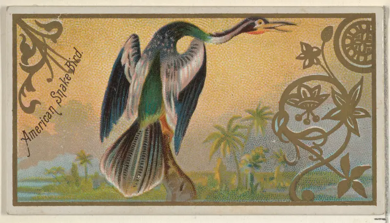 American Snake Bird, from the Game Birds series (N13) for Allen & Ginter Cigarettes Brands Wall Art by Allen & Ginter - High-Resolution Digital Print