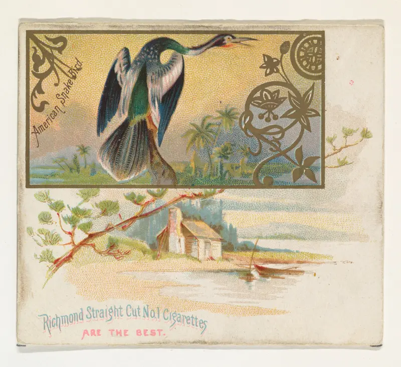 American Snake Bird, from the Game Birds series (N40) for Allen & Ginter Cigarettes Wall Art by Allen & Ginter - High-Resolution Digital Print
