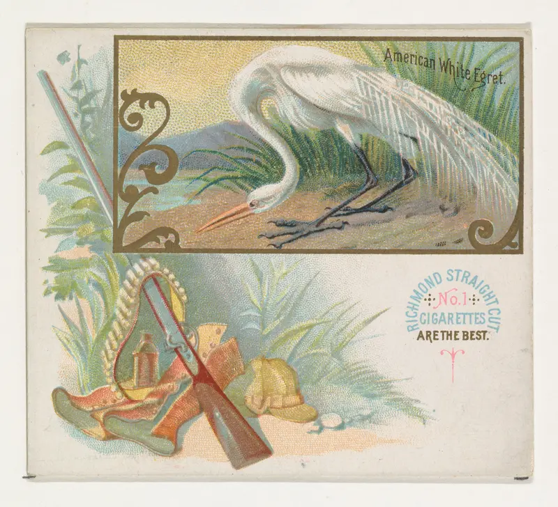 American White Egret, from the Game Birds series (N40) for Allen & Ginter Cigarettes Wall Art by Allen & Ginter - High-Resolution Digital Print
