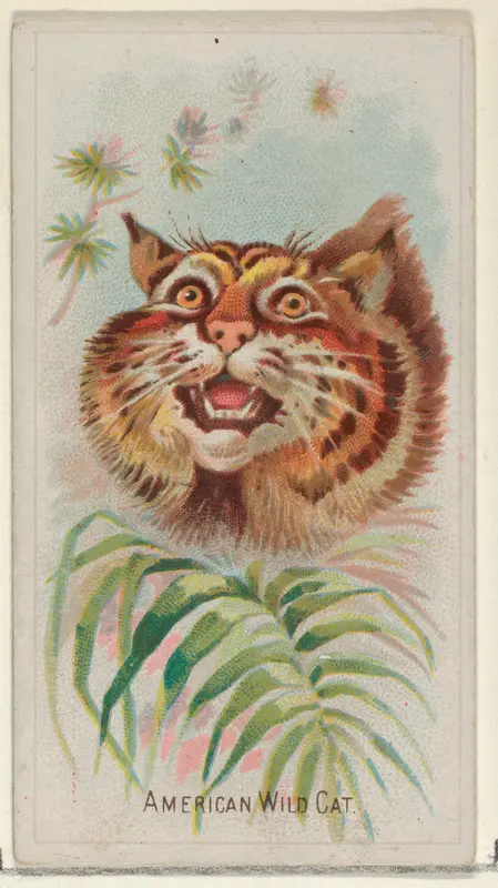 American Wild Cat, from the Wild Animals of the World series (N25) for Allen & Ginter Cigarettes Wall Art by Allen & Ginter - High-Resolution Digital Print