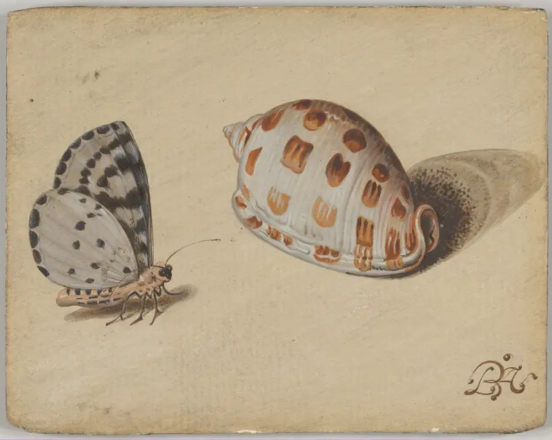 An Arrowhead Blue Butterfly and a Scotch Bonnet Sea Shell Wall Art by Balthasar van der Ast - High-Resolution Digital Print
