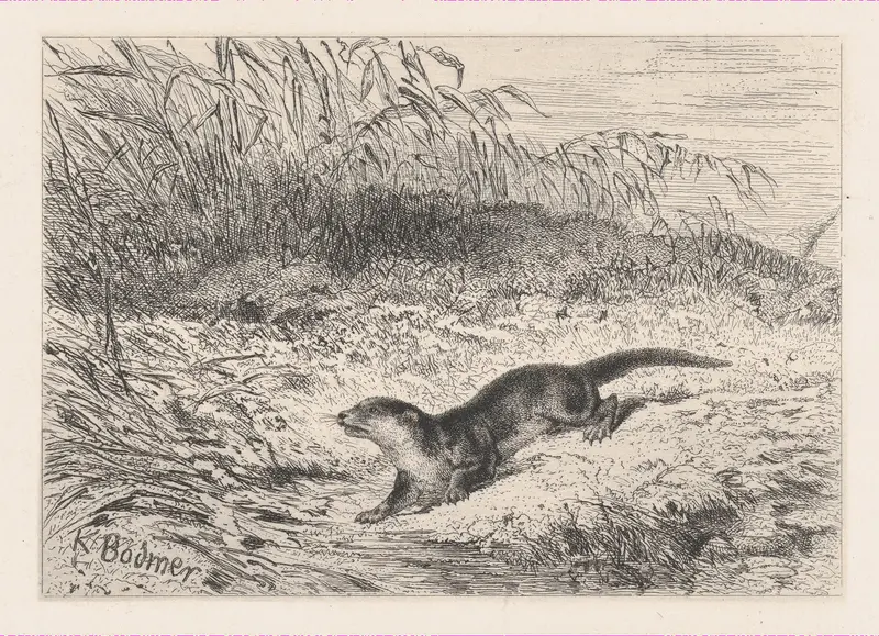An Otter, from "Eaux-Fortes Animaux & Paysages" Wall Art by Karl Bodmer - High-Resolution Digital Print