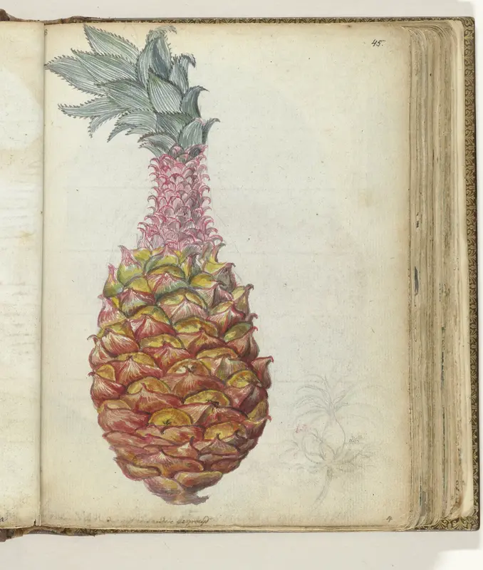 Ananas Wall Art by Jan Brandes - High-Resolution Digital Print