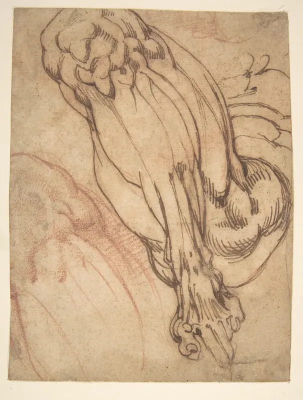 Anatomical Studies of a Leg (recto); Study of a Leg (verso) Wall Art by Michelangelo Buonarroti - High-Resolution Digital Print