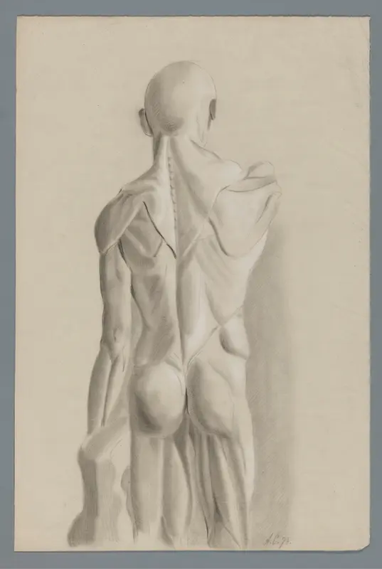 Anatomisch gipsmodel, op de rug gezien Wall Art by Alexander Cranendoncq - High-Resolution Digital Print