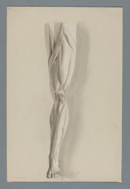Anatomisch gipsmodel van een been Wall Art by Alexander Cranendoncq - High-Resolution Digital Print