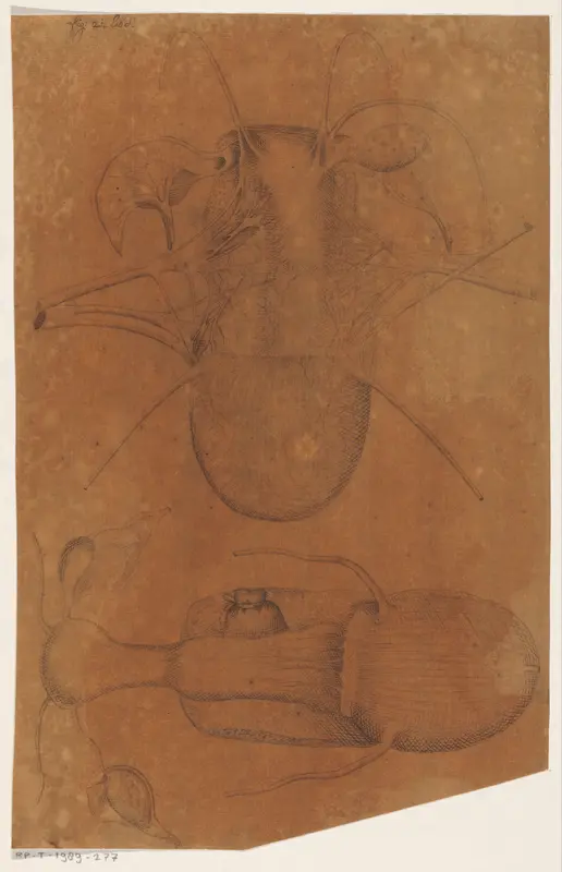 Anatomische studie van de baarmoeder Wall Art by anonymous - High-Resolution Digital Print