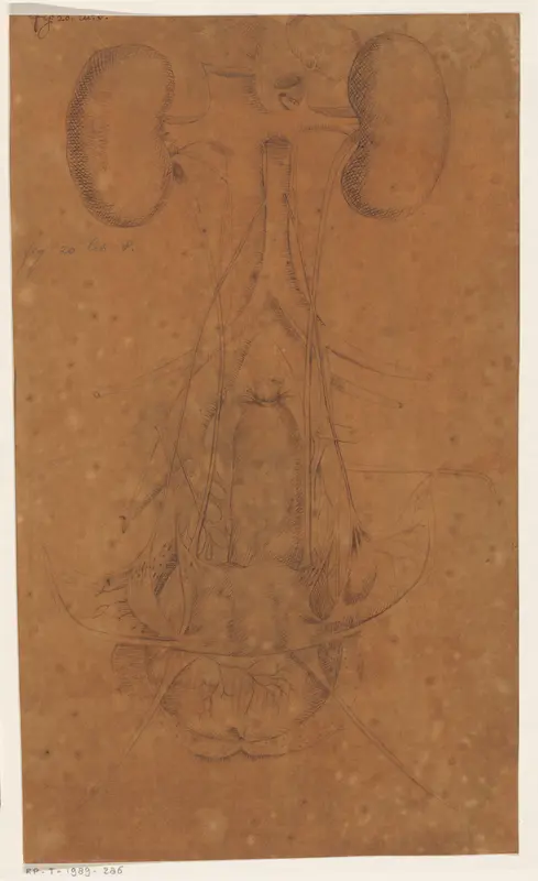 Anatomische studie van de nieren en blaas Wall Art by anonymous - High-Resolution Digital Print