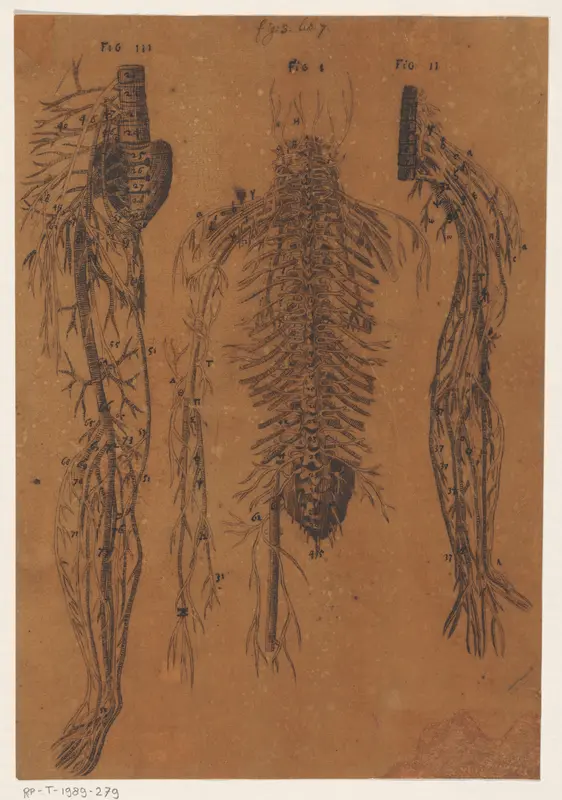Anatomische studie van de ruggenwervel en zenuwen Wall Art by anonymous - High-Resolution Digital Print