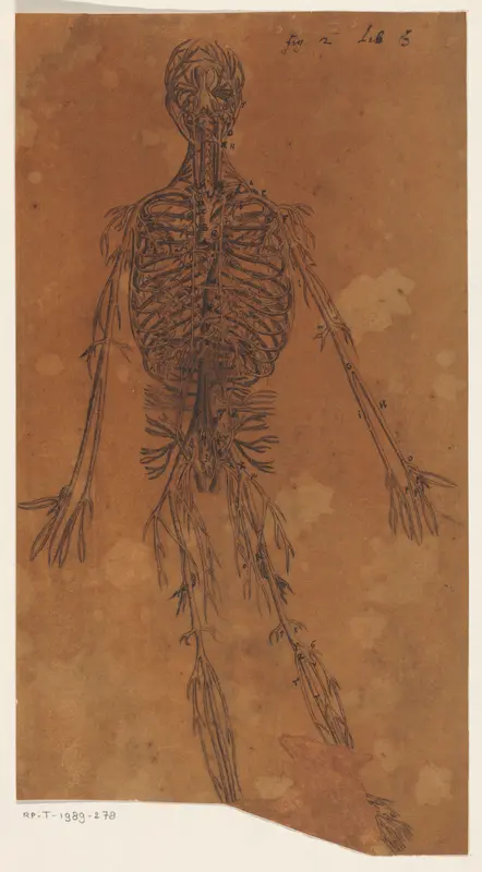 Anatomische studie van de slagaders Wall Art by anonymous - High-Resolution Digital Print