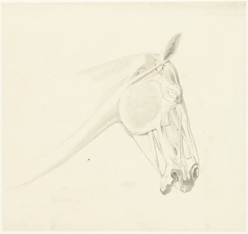 Anatomische studie van de spieren van een paardenhoofd Wall Art by Josephus Augustus Knip - High-Resolution Digital Print