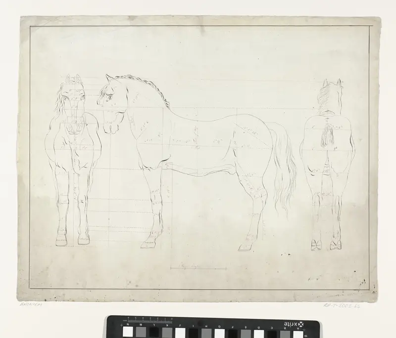 Anatomische studie van een paard, van voren, in profiel naar links en van achteren Wall Art by anonymous - High-Resolution Digital Print