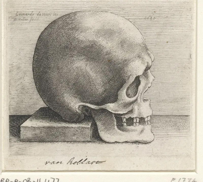 Anatomische studie van een schedel Wall Art by Unknown - High-Resolution Digital Print
