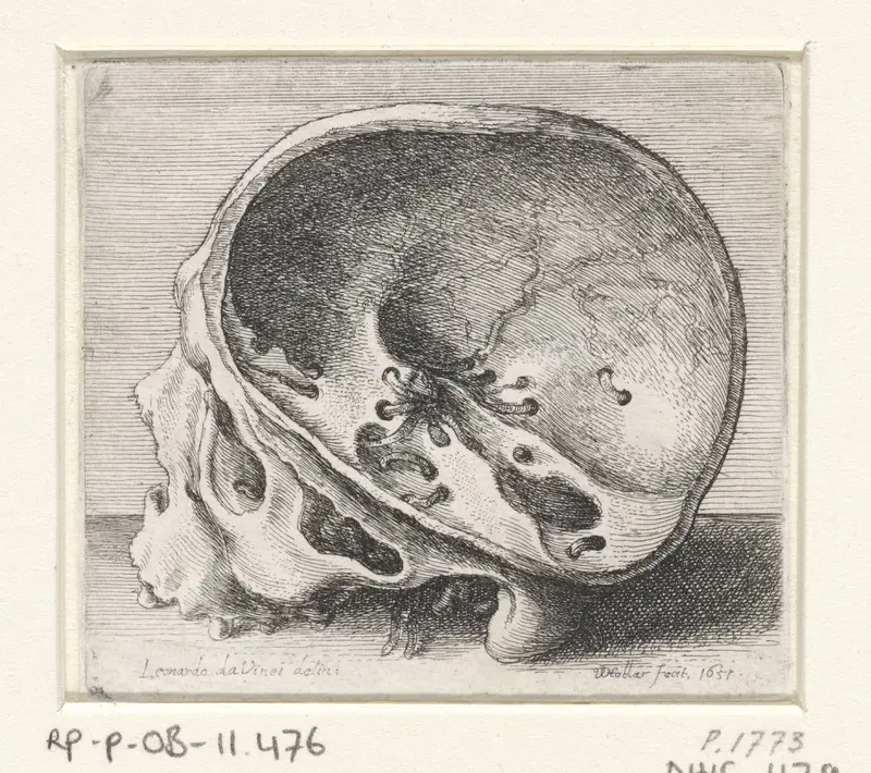 Anatomische studie van een schedel met wormgaten Wall Art by Unknown - High-Resolution Digital Print