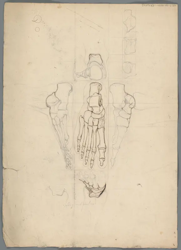 Anatomische studie van het skelet een voet Wall Art by Unknown - High-Resolution Digital Print