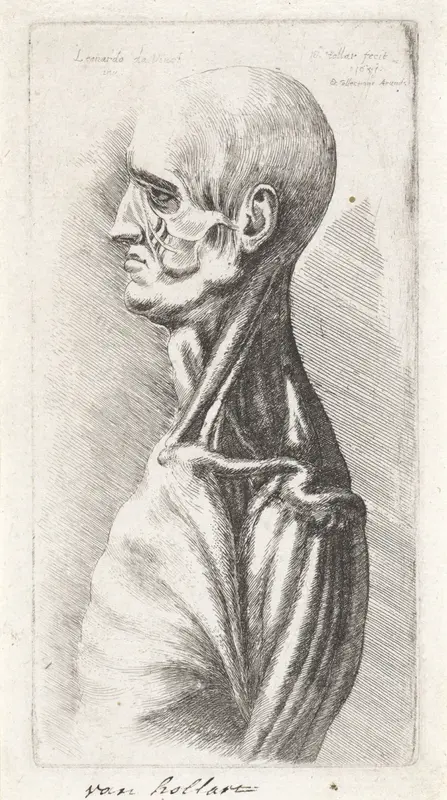 Anatomische studie van hoofd en schouders van een man, ontleed Wall Art by Unknown - High-Resolution Digital Print