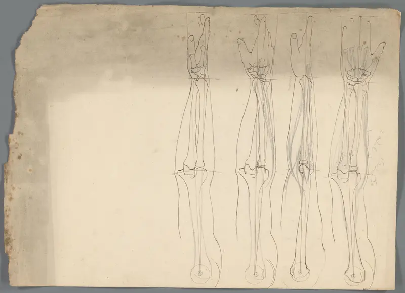 Anatomische studies van een arm Wall Art by Unknown - High-Resolution Digital Print