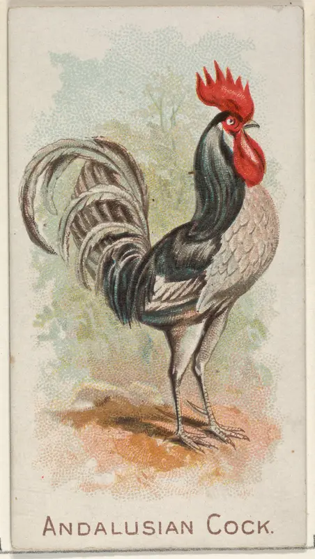 Andalusian Cock, from the Prize and Game Chickens series (N20) for Allen & Ginter Cigarettes Wall Art by Allen & Ginter - High-Resolution Digital Print