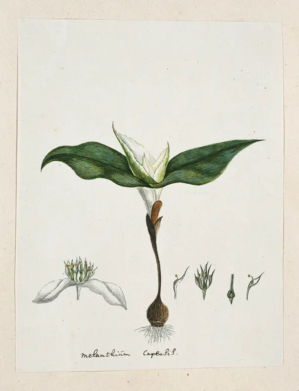 Androcymbium capense (L.) Krause. Wall Art by Robert Jacob Gordon - High-Resolution Digital Print
