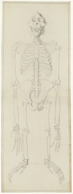 Animals: ape, skeleton Wall Art by Anonymous - High-Resolution Digital Print