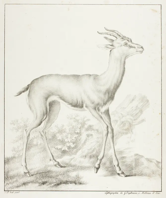 Antelope