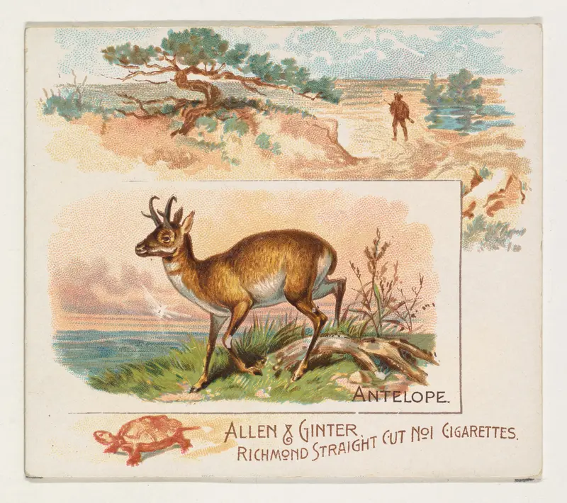 Antelope, from Quadrupeds series (N41) for Allen & Ginter Cigarettes Wall Art by Allen & Ginter - High-Resolution Digital Print