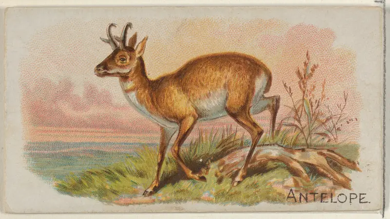 Antelope, from the Quadrupeds series (N21) for Allen & Ginter Cigarettes Wall Art by Allen & Ginter - High-Resolution Digital Print