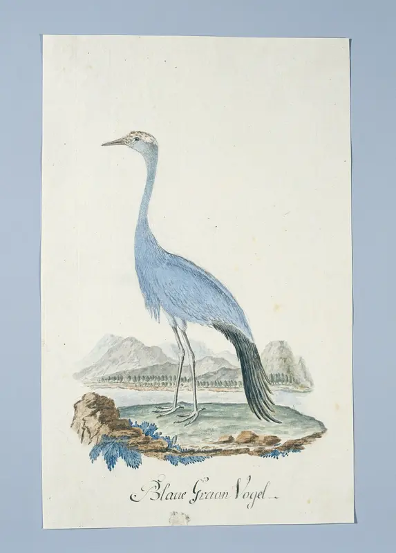 Anthropoides paradisea (Stanleys kraanvogel of Bloukraanvoël in Afrikaans) Wall Art by Unknown - High-Resolution Digital Print