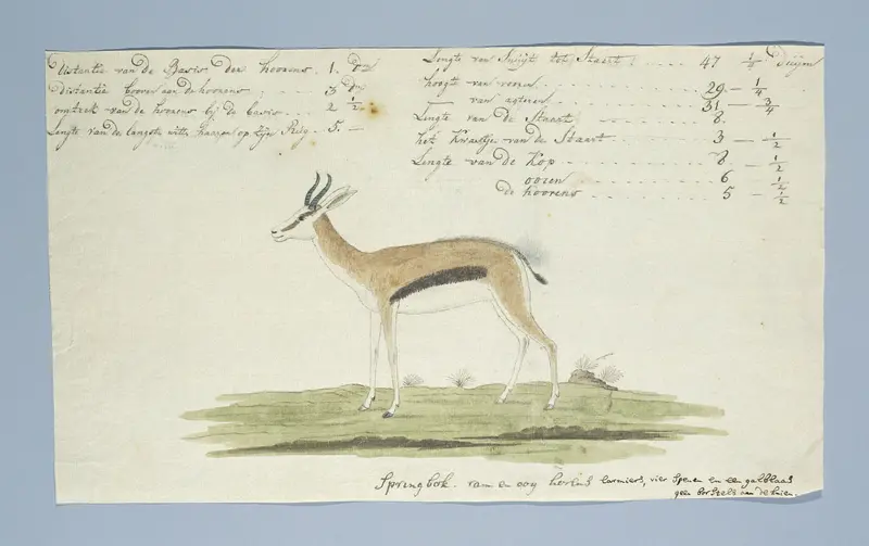 Antidorcas marsupialis (Springbok) Wall Art by Robert Jacob Gordon - High-Resolution Digital Print