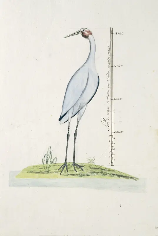 Antigone rubicunda (Brolga, or Australian Crane) Wall Art by Unknown - High-Resolution Digital Print