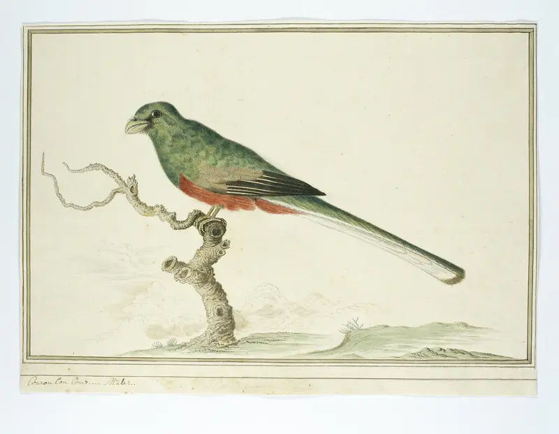 Apaloderma narina (Bosloerie) Wall Art by Robert Jacob Gordon - High-Resolution Digital Print