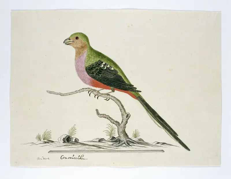 Apaloderma narina (Narina-trogon) Wall Art by Robert Jacob Gordon - High-Resolution Digital Print