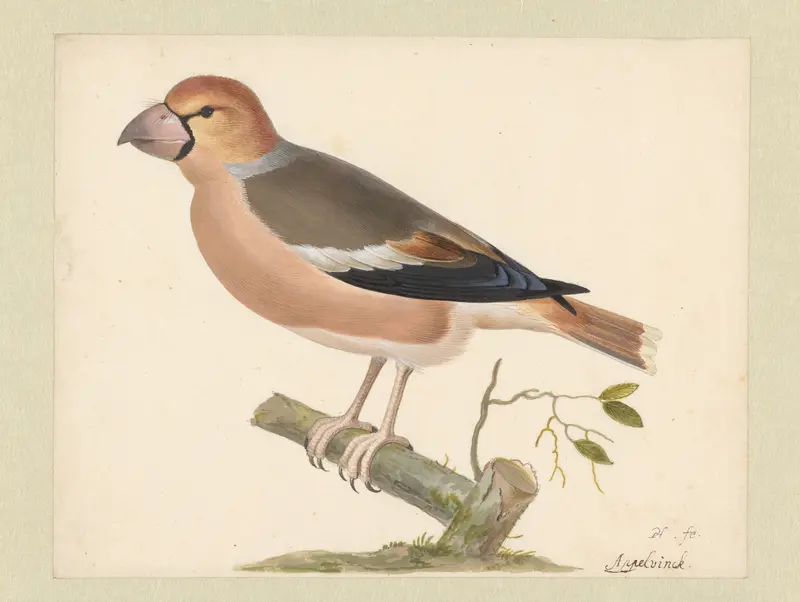 Appelvink Wall Art by Pieter Holsteyn (I) - High-Resolution Digital Print