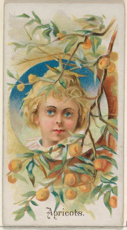 Apricots, from the Fruits series (N12) for Allen & Ginter Cigarettes Brands Wall Art by Allen & Ginter - High-Resolution Digital Print