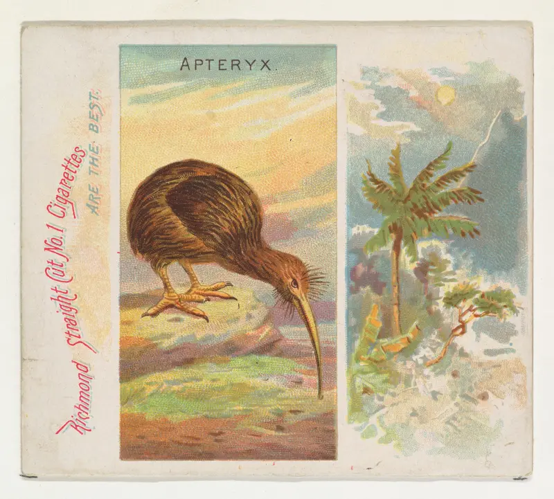 Apteryx, from Birds of the Tropics series (N38) for Allen & Ginter Cigarettes Wall Art by Allen & Ginter - High-Resolution Digital Print