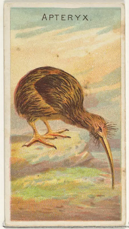 Apteryx, from the Birds of the Tropics series (N5) for Allen & Ginter Cigarettes Brands Wall Art by Allen & Ginter - High-Resolution Digital Print