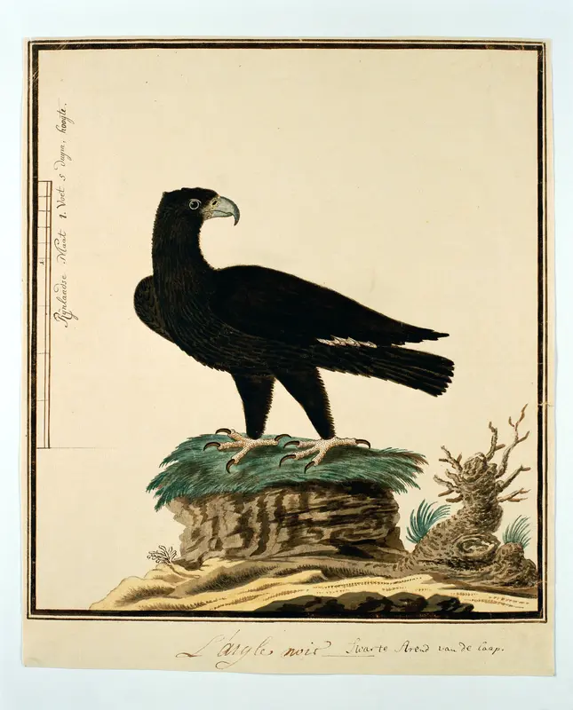 Aquila verreauxii (Zwarte Arend) Wall Art by Robert Jacob Gordon - High-Resolution Digital Print