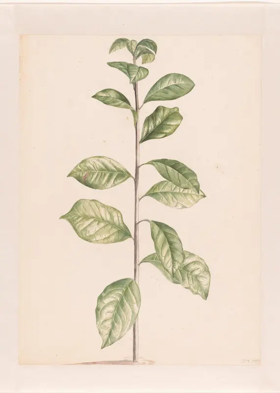 Arabische koffieplant Wall Art by Laurens Vincentsz. van der Vinne - High-Resolution Digital Print