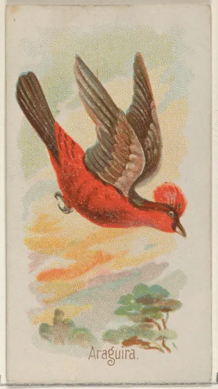 Araguira, from the Song Birds of the World series (N23) for Allen & Ginter Cigarettes Wall Art by Allen & Ginter - High-Resolution Digital Print