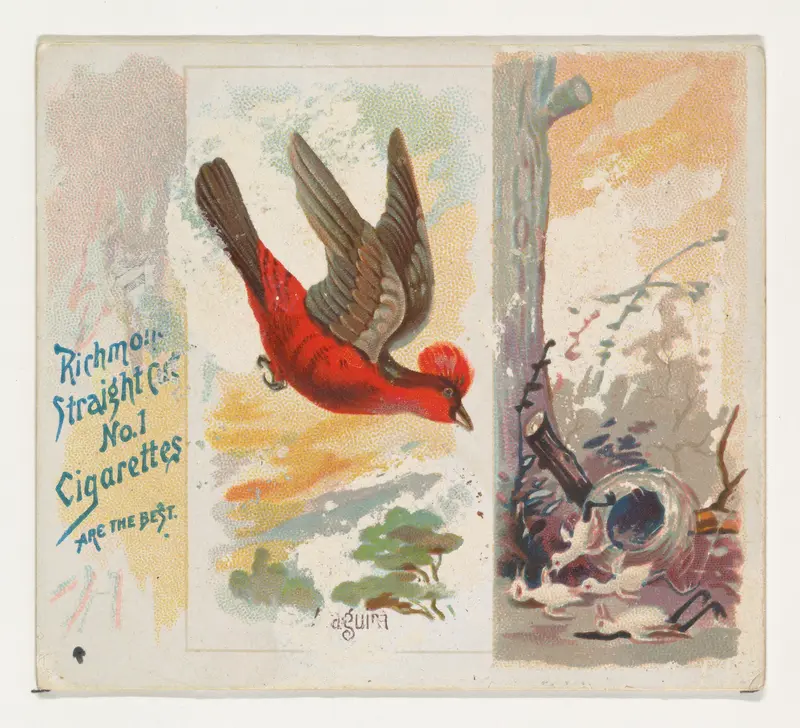 Araguira, from the Song Birds of the World series (N42) for Allen & Ginter Cigarettes Wall Art by Allen & Ginter - High-Resolution Digital Print