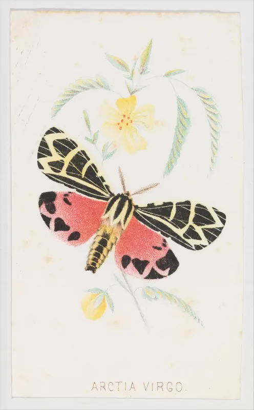Arctia Virgo from The Butterflies and Moths of America Part 5 Wall Art by Louis Prang & Co. - High-Resolution Digital Print