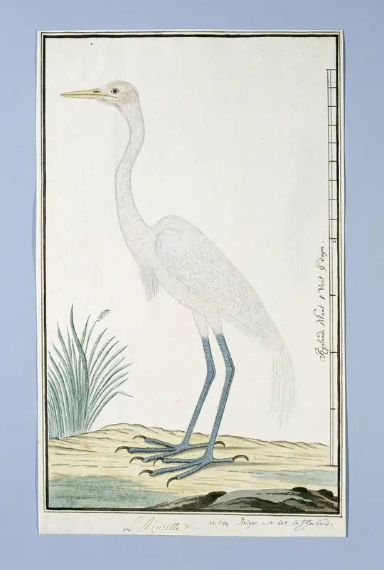 Ardea alba (Grote zilverreiger) Wall Art by Robert Jacob Gordon - High-Resolution Digital Print