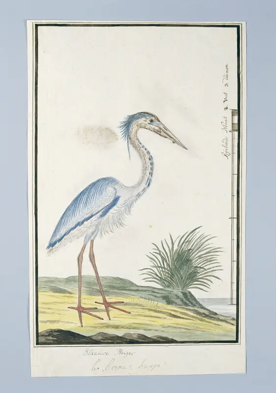 Ardea cinerea (Grey heron) Wall Art by Robert Jacob Gordon - High-Resolution Digital Print