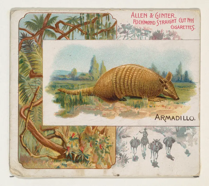 Armadillo, from Quadrupeds series (N41) for Allen & Ginter Cigarettes Wall Art by Allen & Ginter - High-Resolution Digital Print